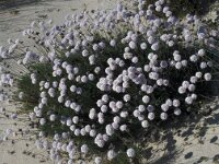 Armeria pungens 51, Saxifraga-Jan van der Straaten