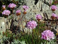 Armeria pungens 53, Saxifraga-Hans Grotenhuis