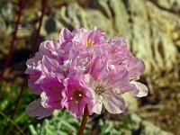 Armeria pungens 54, Saxifraga-Hans Grotenhuis