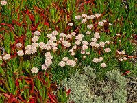 Armeria pungens 55, Saxifraga-Hans Grotenhuis