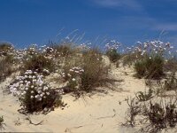Armeria pungens 6, Saxifraga-Jan van der Straaten