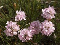 Armeria pungens 8, Saxifraga-Willem van Kruijsbergen