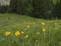 Arnica montana 20, Valkruid, Saxifraga-Willem van Kruijsbergen