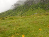 Arnica montana 40, Valkruid, Saxifraga-Ed Stikvoort