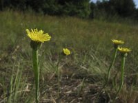 Arnoseris minima 4, Korensla, Saxifraga-Rob Felix : Plantae, Plants, planten