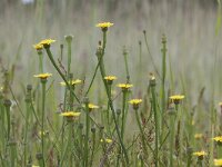 Arnoseris minima 10, Korensla, Saxifraga-Mark Zekhuis