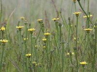 Arnoseris minima 11, Korensla, Saxifraga-Mark Zekhuis