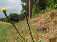 Arnoseris minima 13, Korensla, Saxifraga-Rutger Barendse