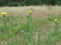 Arnoseris minima 14, Korensla, Saxifraga-Rutger Barendse
