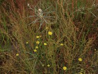 Arnoseris minima 16, Korensla, Saxifraga-Hans Boll