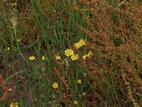 Arnoseris minima 17, Korensla, Saxifraga-Hans Boll