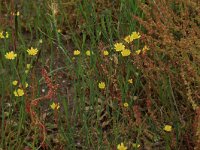 Arnoseris minima 18, Korensla, Saxifraga-Hans Boll