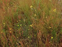 Arnoseris minima 19, Korensla, Saxifraga-Hans Boll