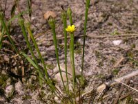Arnoseris minima 2, Korensla, Saxifraga-Peter Meininger