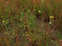Arnoseris minima 20, Korensla, Saxifraga-Hans Boll