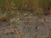 Arnoseris minima 21, Korensla, Saxifraga-Hans Boll