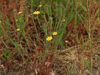 Arnoseris minima 23, Korensla, Saxifraga-Hans Boll