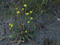 Arnoseris minima 24, Korensla, Saxifraga-Hans Boll