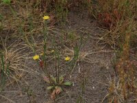 Arnoseris minima 25, Korensla, Saxifraga-Hans Boll