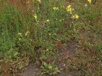 Arnoseris minima 27, Korensla, Saxifraga-Hans Boll