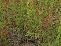 Arnoseris minima 28, Korensla, Saxifraga-Hans Boll