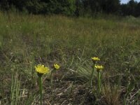 Arnoseris minima 3, Korensla, Saxifraga-Rob Felix : Plantae, Plants, planten