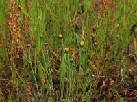 Arnoseris minima 30, Korensla, Saxifraga-Hans Boll