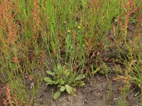 Arnoseris minima 31, Korensla, Saxifraga-Hans Boll