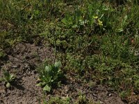 Arnoseris minima 34, Korensla, Saxifraga-Hans Boll