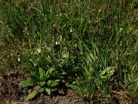Arnoseris minima 35, Korensla, Saxifraga-Hans Boll