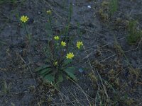 Arnoseris minima 36, Korensla, Saxifraga-Hans Boll