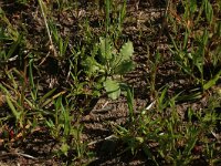 Arnoseris minima 37, Korensla, Saxifraga-Hans Boll