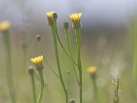 Arnoseris minima 38, Korensla, Saxifraga-Mark Zekshuis