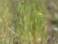 Arnoseris minima 39, Korensla, Saxifraga-Mark Zekshuis