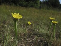 Arnoseris minima 4, Korensla, Saxifraga-Rob Felix : Plantae, Plants, planten