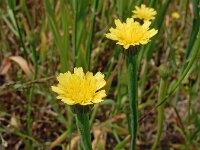 Arnoseris minima 40, Korensla, Saxifraga-Ed Stikvoort