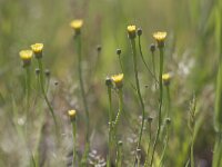 Arnoseris minima 40, Korensla, Saxifraga-Mark Zekshuis