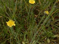 Arnoseris minima 42, Korensla, Saxifraga-Ed Stikvoort