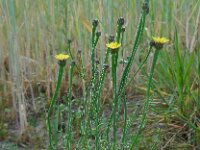 Arnoseris minima 43, Korensla, Saxifraga-Ed Stikvoort