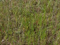 Arnoseris minima 46, Korensla, Saxifraga-Ed Stikvoort