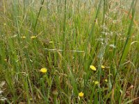 Arnoseris minima 47, Korensla, Saxifraga-Ed Stikvoort