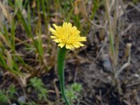 Arnoseris minima 48, Korensla, Saxifraga-Ed Stikvoort