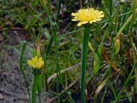 Arnoseris minima 49, Korensla, Saxifraga-Ed Stikvoort