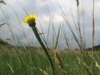 Arnoseris minima 8, Korensla, Saxifraga-Rutger Barendse
