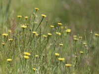 Arnoseris minima 9, Korensla, Saxifraga-Mark Zekhuis