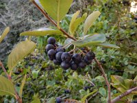 Aronia x prunifolia 2, Zwarte appelbes, Saxifraga- Peter Meininger