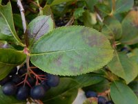 Aronia x prunifolia 3, Zwarte appelbes, Saxifraga- Peter Meininger