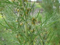 Artemisia abrotanum 1, Saxifraga-Rutger Barendse