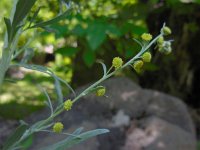 Artemisia absinthium 10, Absintalsem, Saxifraga-Ed Stikvoort