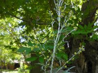 Artemisia absinthium 11, Absintalsem, Saxifraga-Ed Stikvoort